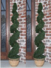 Set of 2- 4 Ft. Cedar Spiral Topiary Tree TP2-4CY-180