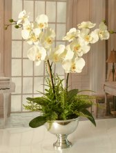 White Orchids in Silver Vase 0154