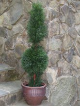 Cypress Cone and Ball Topiary Tree TP4CCB-80