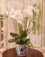 (image for) White Orchids in Blue and White Vase O168