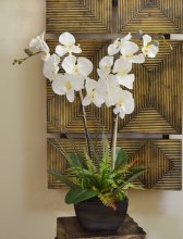 (image for) White Orchids with Fern and Foliage 0156