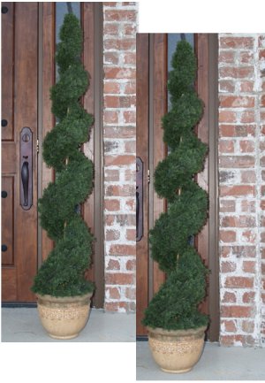 (image for) 5' Cypress Spiral Topiary Tree -Set of 2 -TP2-5CY-160