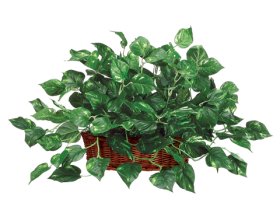 Pothos Silk Plant and Greenery GRWP7456-4