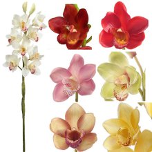 (image for) 31" CYMBIDIUM SILK ORCHID STEMS S16247 ( 6 Pieces)