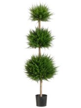 4' Canadian Cypress Triple Ball Topiary - 2 ea. TP-LPC214