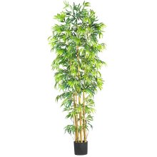 (image for) 7' Multi Bambusa Bamboo Silk Tree # NN5215