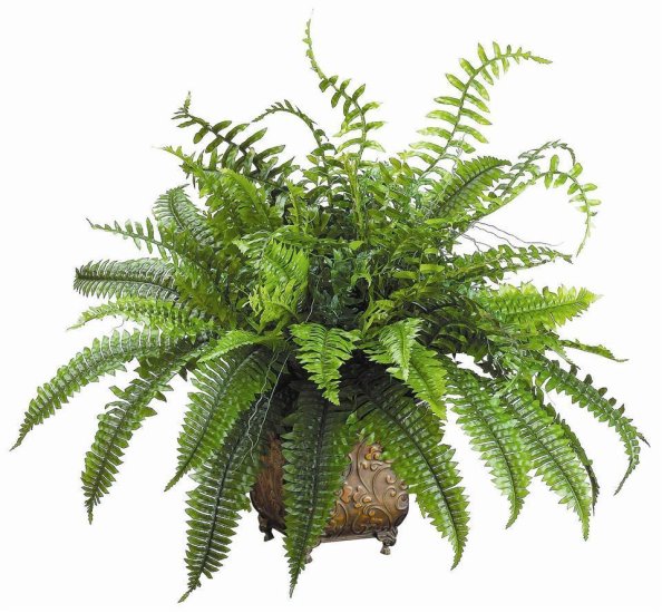 (image for) 4" Fern in Metal Planter GR-WP720 TEXT_CLOSE_WINDOW