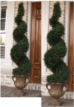 (image for) 5 foot Rosemary Topiary Tree