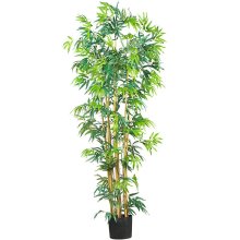 (image for) 6' Multi Bambusa Bamboo Silk Tree # NN5214
