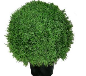 (image for) 24" Cedar Ball Topiary