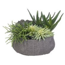(image for) Mixed Succulent Floral Design ARWP8150