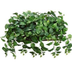 (image for) Green and White Faux Ledge Plant GRWP 7689