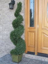 (image for) 4 Ft. Rosemary Spiral Topiary TreeTP4RS-150