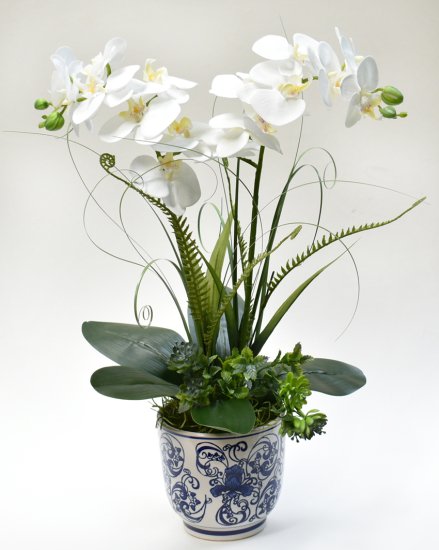 (image for) White Orchids in Blue and White Vase O168 TEXT_CLOSE_WINDOW