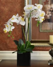 (image for) White Phaleanopsis Orchids in Black Vase O162