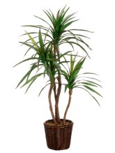 (image for) Yucca Tree Silk Plant and Greenery GRWT4356