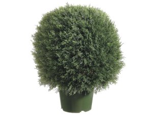 (image for) Pond Cypress Ball Topiary Tree TP392