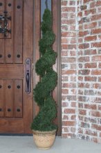 (image for) 4' Cypress Spiral Topiary Tree
