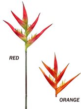 (image for) HELICONIA ORCHID- S3797 (12 piece min)