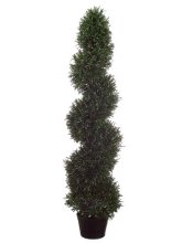 4' Rosemary Topiary - Set of 2 -TP-LPR484