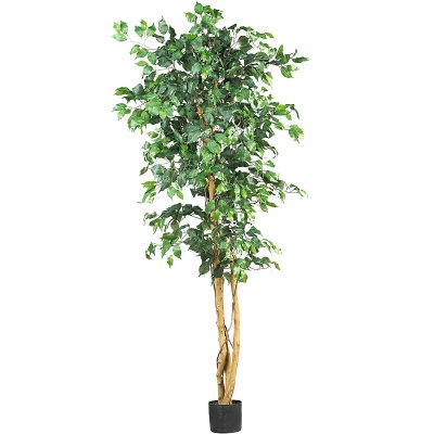(image for) 6' Ficus Silk Tree # NN5209