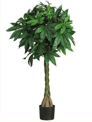 (image for) 51" Money Silk Tree # NN5249