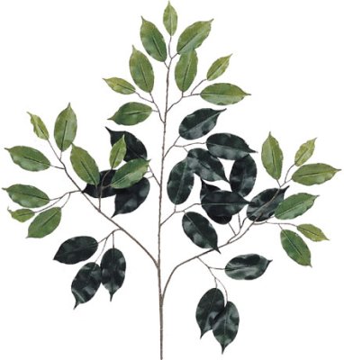 (image for) ONE PIECE FICUS SPRAY- S10900XX (40 piece min)