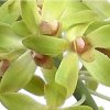 (image for) MINI CATTLEYA SILK ORCHID -SILK FLORAL STEM - LS16368GR