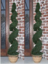 (image for) Set of 2- 4 Ft. Cedar Spiral Topiary Tree TP2-4CY-180