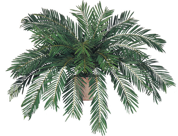 (image for) 54" CYCAS BUSH- S10036XX TEXT_CLOSE_WINDOW