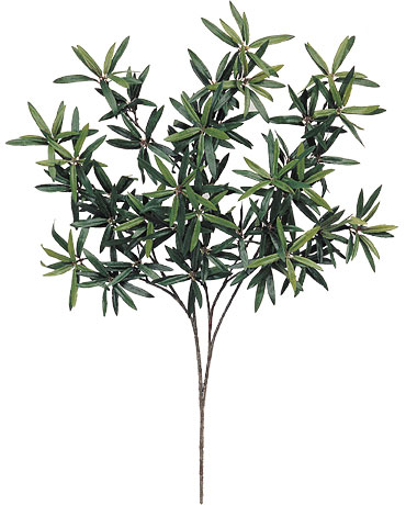 (image for) 26" PODOCARPUS SPRAY- S10843XX (6 piece min)