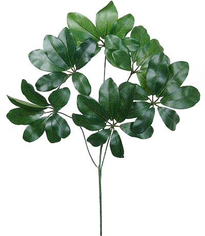 (image for) 23'' BABY SCHEFFLERA- S10849GR (2 piece min) TEXT_CLOSE_WINDOW