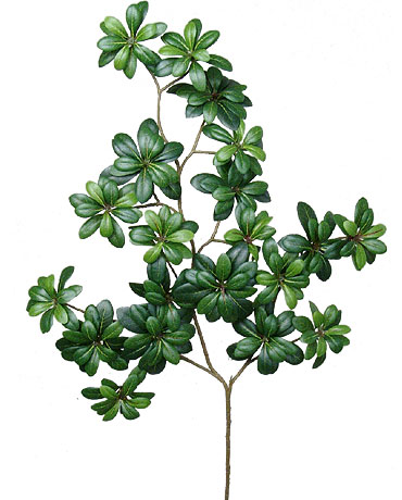 (image for) 26" PITTOSPORUM- S10925XX TEXT_CLOSE_WINDOW