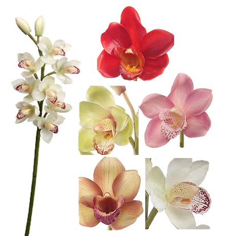 (image for) 26" CYMBIDIUM SILK ORCHID STEMS- S16248 ( 6 Piece Min.) TEXT_CLOSE_WINDOW