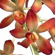 (image for) MINI CATTLEYA SILK ORCHID -SILK FLORAL STEM - LS16368GR TEXT_CLOSE_WINDOW