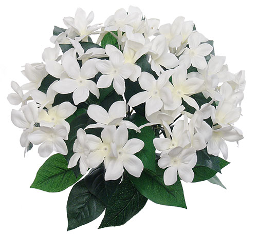 (image for) STEPHANOTIS BUSH- S7155 (12 piece min) TEXT_CLOSE_WINDOW