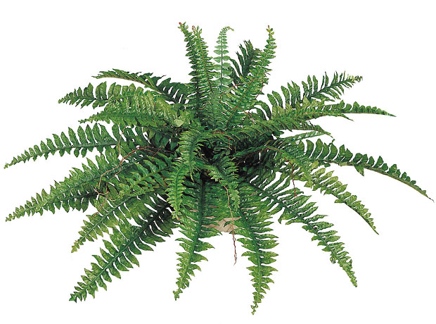 (image for) 34" BOSTON FERN- S812XX TEXT_CLOSE_WINDOW