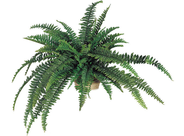 (image for) 48" BOSTON FERN- S815XX TEXT_CLOSE_WINDOW