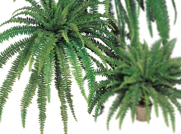 (image for) 82" BOSTON FERN- S818XX TEXT_CLOSE_WINDOW