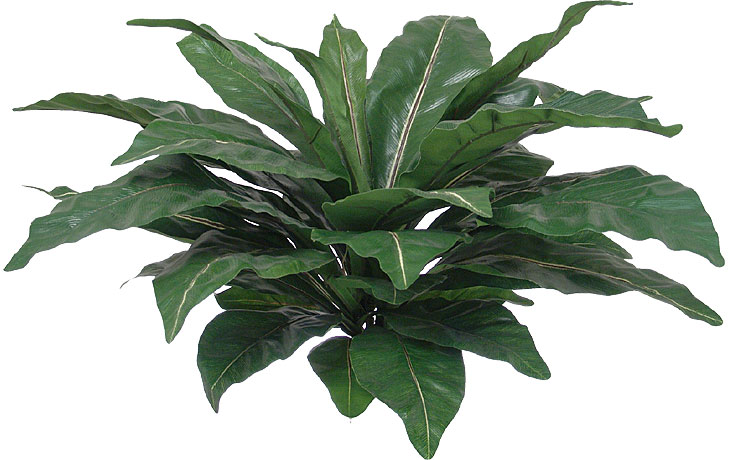 (image for) 34" BIRDS NEST FERN- S829XX TEXT_CLOSE_WINDOW