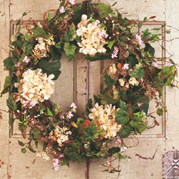 (image for) Cream Hydrangea Wreath WS2105